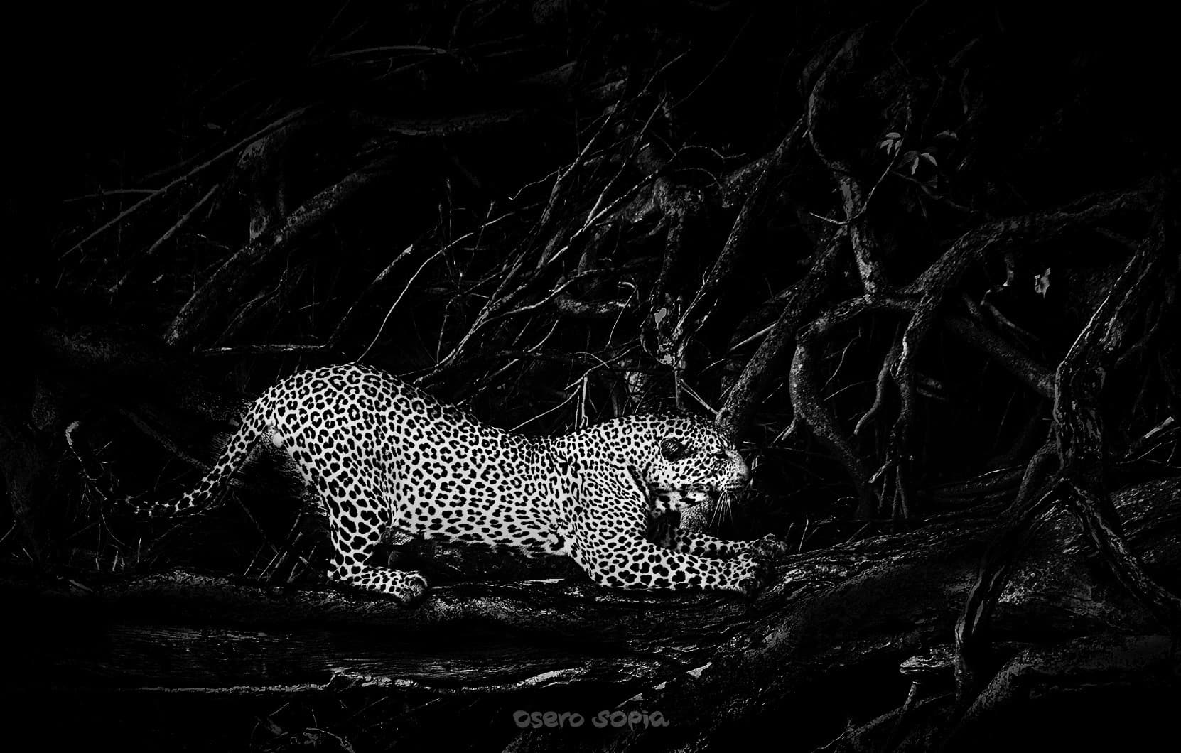 Banner image: Wilderness